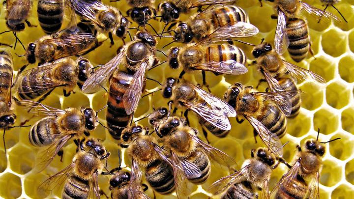 Bee Wallpaper (64+ images)