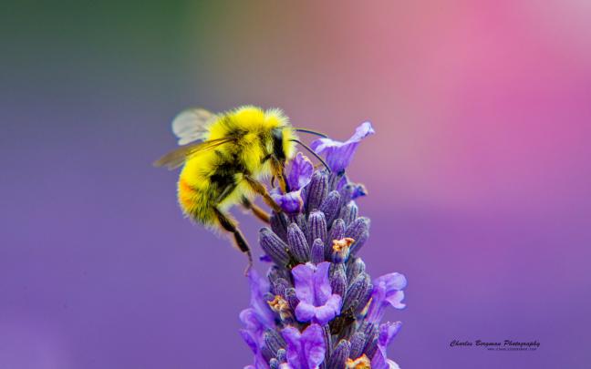 [44+] Honey Bee Desktop Wallpaper 