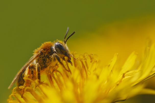 honey bee hd wallpaper - HD Desktop Wallpapers