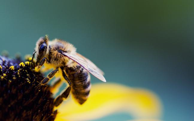 Cute Bee Desktop Wallpapers - Top Free Cute Bee Desktop Backgrounds 