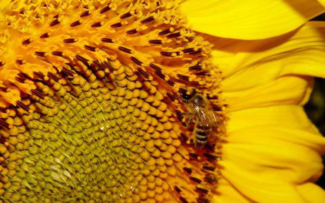 [44+] Honey Bee Desktop Wallpaper 