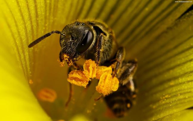 Honey Bee Desktop Wallpaper -