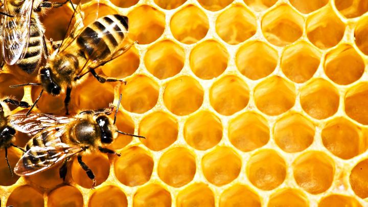 bee, Insect, Bees Wallpapers HD \/ Desktop and Mobile Backgrounds