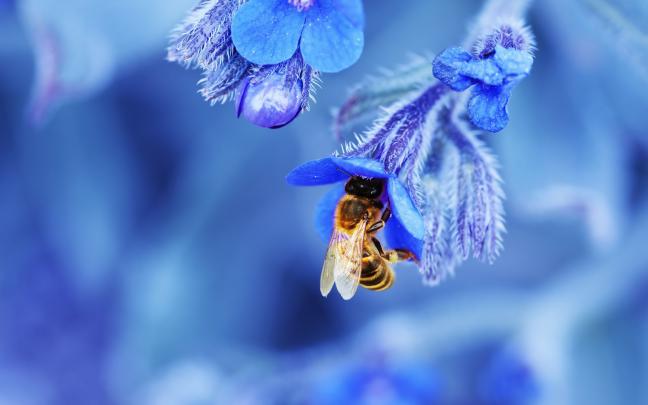 [44+] Honey Bee Desktop Wallpaper 