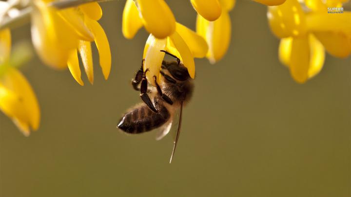 Bee Wallpaper (64+ images)