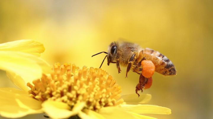 honey, Bee, Pollinating, Flower, Yellow Wallpapers HD \/ Desktop and 