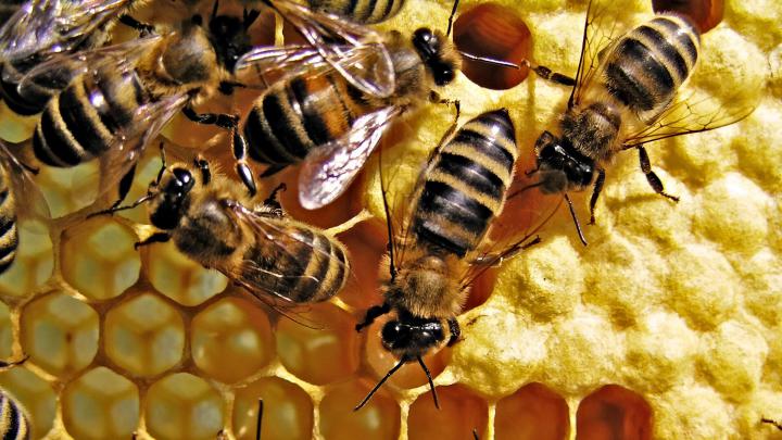 Bee Desktop Background Wallpaper | HD Wallpapers