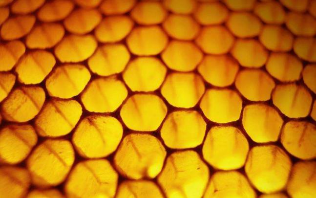 nature, Honeycombs, Macro, Honey Wallpapers HD \/ Desktop and Mobile 