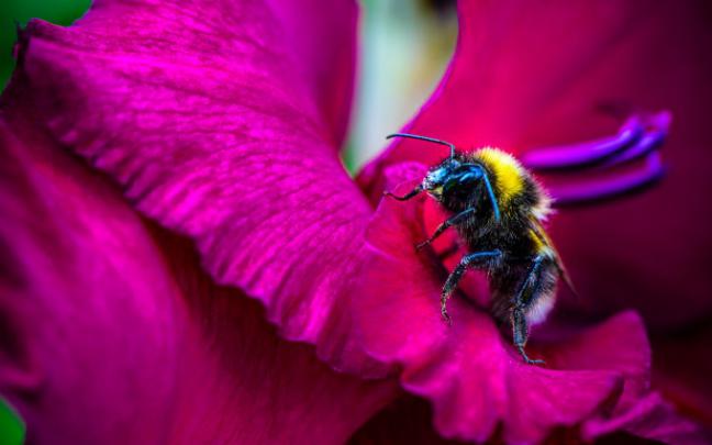 pink flower honey bee - HD Desktop Wallpapers