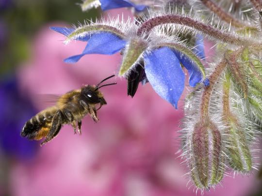 Hovering Honey Bee Wallpapers | Wallpapers HD