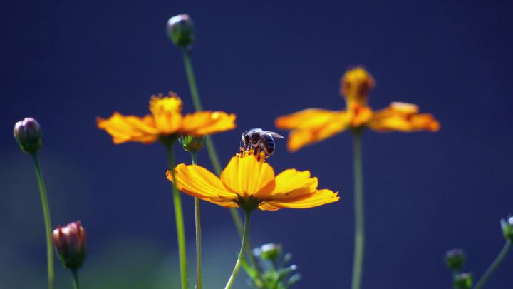 Cute Bee Desktop Wallpapers - Top Free Cute Bee Desktop Backgrounds 