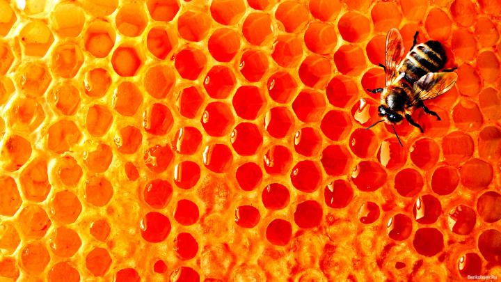 [44+] Honey Bee Desktop Wallpaper 