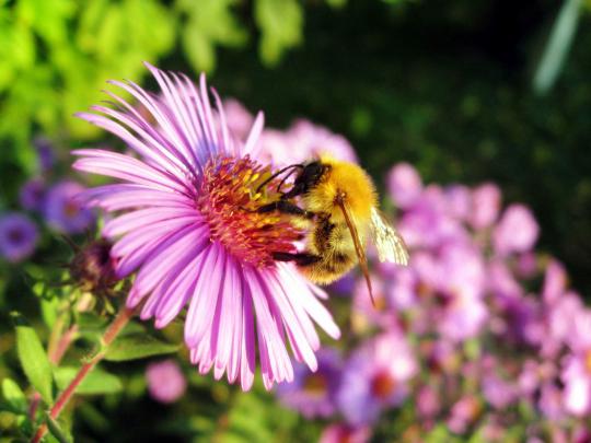 [44+] Honey Bee Desktop Wallpaper 