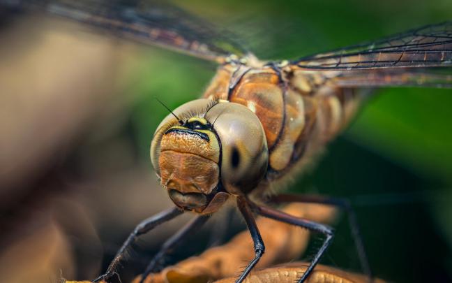 hd dragonfly - HD Desktop Wallpapers