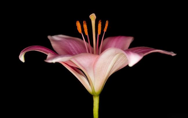 lily wallpaper - HD Desktop Wallpapers