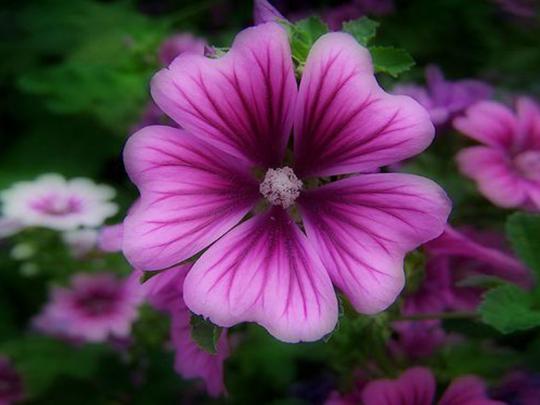 Purple Flowers Hd Desktop Wallpaper