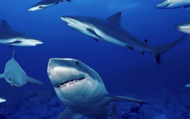 megalodon photos | HD Desktop Wallpapers