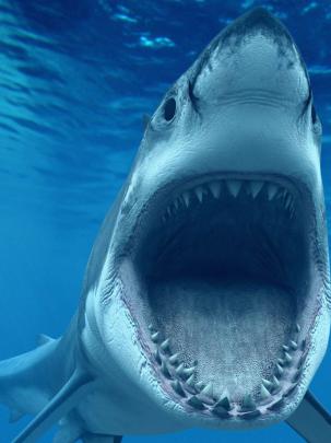 Free download jaws wallpaper HD [1920x1080] for your Desktop, Mobile 