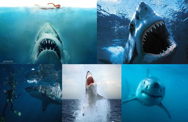 Jaws Desktop Wallpaper | Flickr - Photo Sharing!