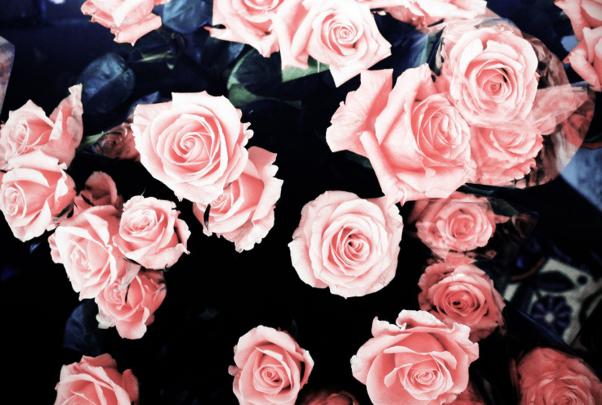 cute flowers - HD Desktop Wallpapers