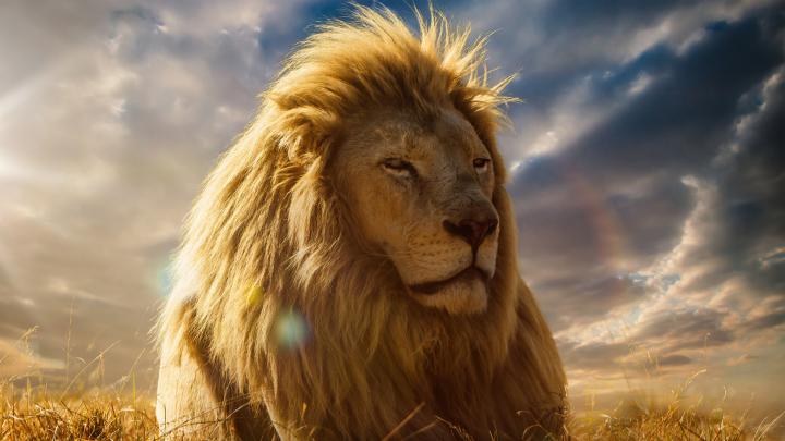 lion wallpaper king hd 4k - HD Desktop Wallpapers