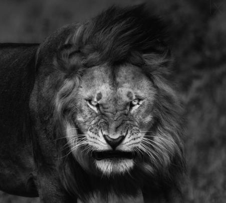 Lion King 4K Wallpapers - Top Free Lion King 4K Backgrounds 