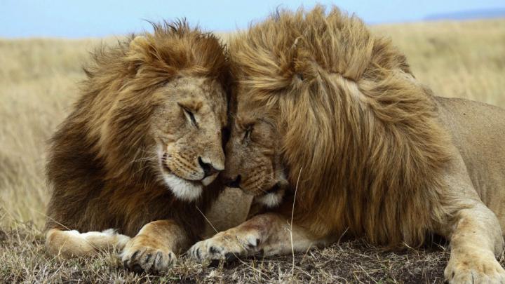 Lion The King of Jungle 2017 HD Wallpapers