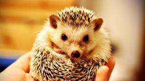 Hedgehog Desktop Wallpaper