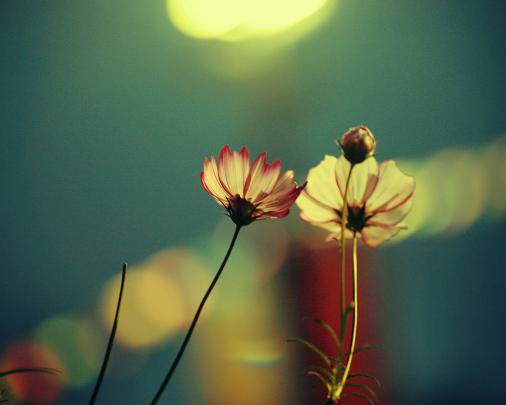 Free download 25 Beautiful Flowers Full HD Wallpapers 1920X1080 