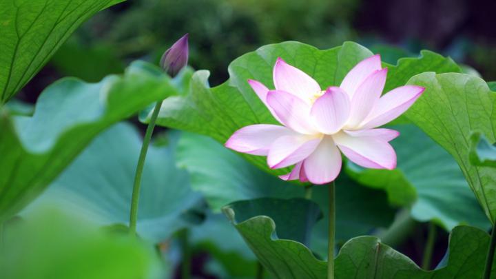 Aesthetic Flower Computer Wallpapers - 4k, HD Aesthetic Flower Computer 