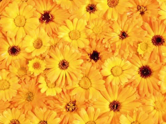 Aesthetic Flower Computer Wallpapers - 4k, HD Aesthetic Flower Computer 
