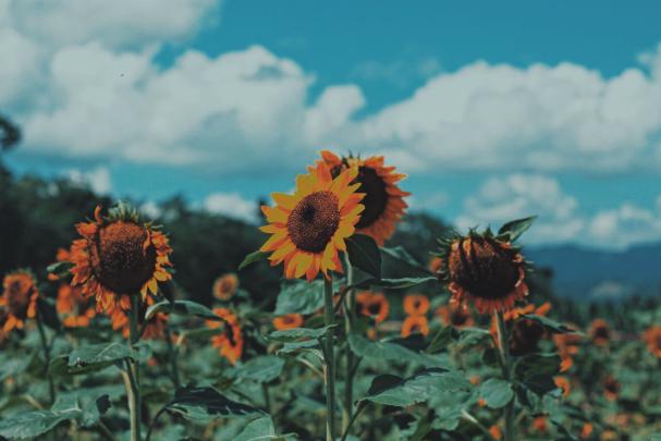 Aesthetic Flower Computer Wallpapers - 4k, HD Aesthetic Flower Computer 