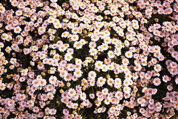 Aesthetic Flower Computer Wallpapers - 4k, HD Aesthetic Flower Computer 