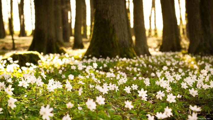 Pictures, Colourful, High Quality Forests, Nature, Windows,trees 