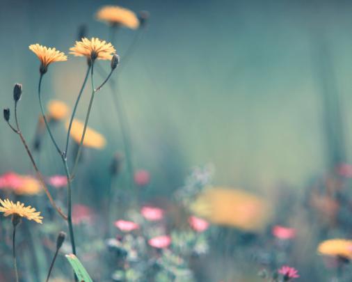 Free download Flower Full Spring Blur Yellow 4042 Wallpaper Wallpaper 