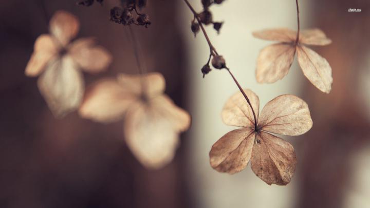 26565 Dry Blosoms Flower Wallpaper views - Brown Flower Wallpaper Hd 