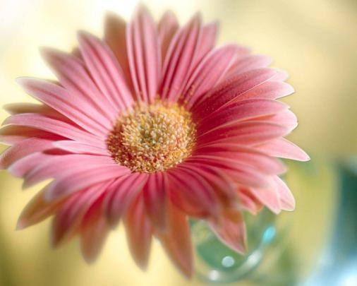 Free download Flowers Wallpaper 155 Wallpapers Desktop Wallpapers HD 