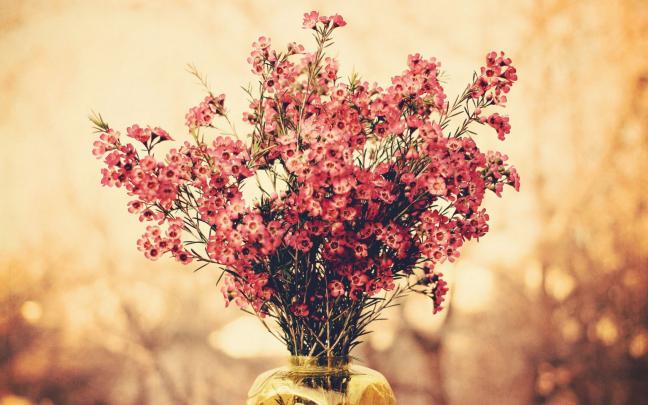 Flowers HQ wallpapers and pictures - Page 17
