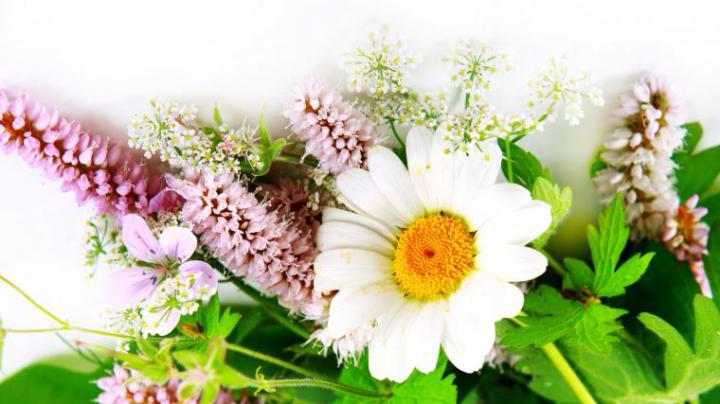 Free download Flowers Wallpaper 145 Wallpapers Desktop Wallpapers HD 