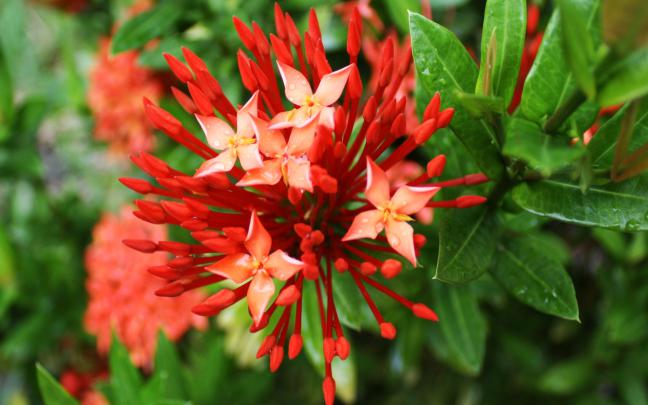 May Flowers Free Wallpaper -