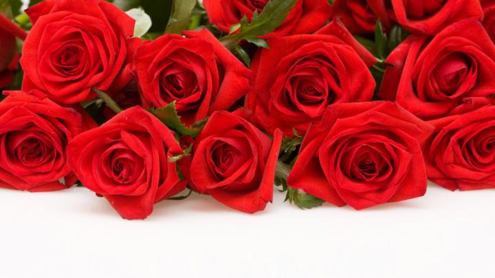 Free download Red Rose Wallpapers Red Flowers HD Pictures One HD 