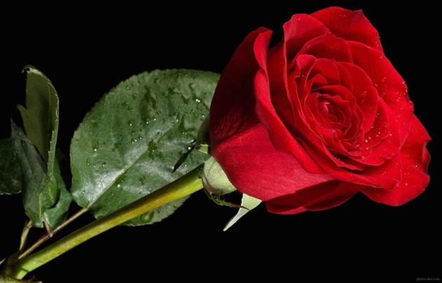 Free download Red Rose Wallpapers Red Flowers HD Pictures One HD 
