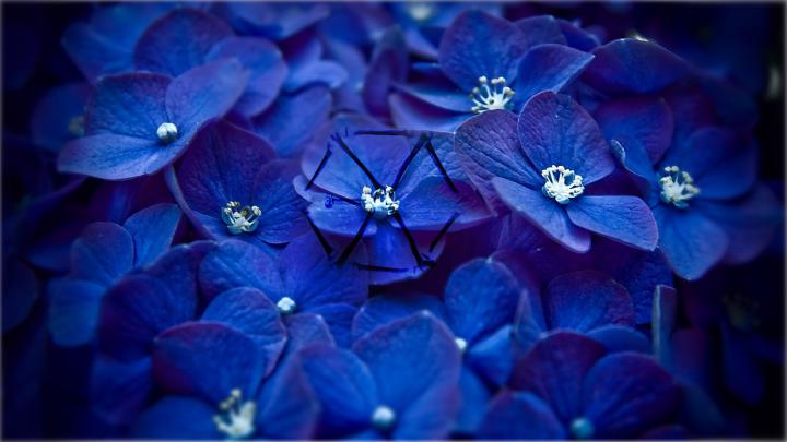 1920x1080, Blue Flower Wallpapers Phone Data Id 313864 - Blue Flower 