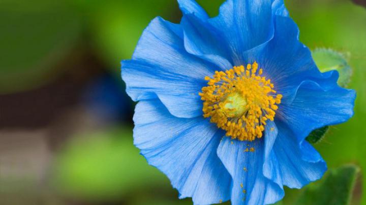 Flower Desktop Wallpaper Hd 1920X1080 : Free Download Lavender Flower 