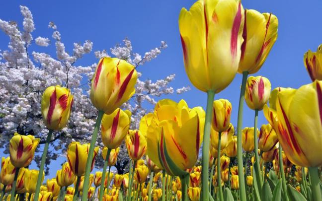Flowers Wallpaper Ultra Hd - Flowers 4k Wallpapers 