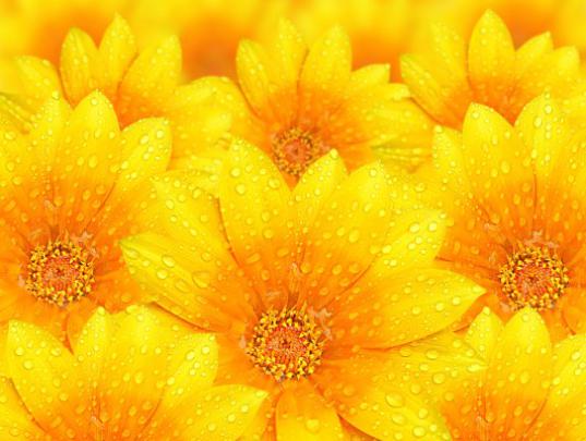 1920x1080, Yellow Flowers Wallpaper 1080p - Yellow Flower Wallpaper Hd 