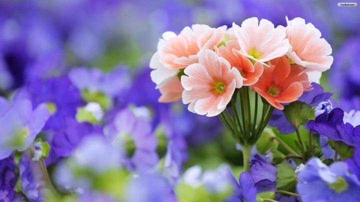 Free download Flowers HD in high resolution for Get Wallpapers Of 
