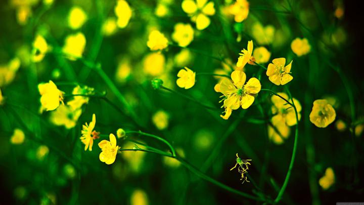 1920x1080, Yellow Flowers Wallpaper 1080p - Yellow Flower Wallpaper Hd 