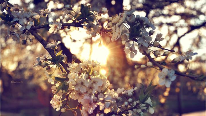 Full HD Flowers Wallpapers \u00b7\u2460 