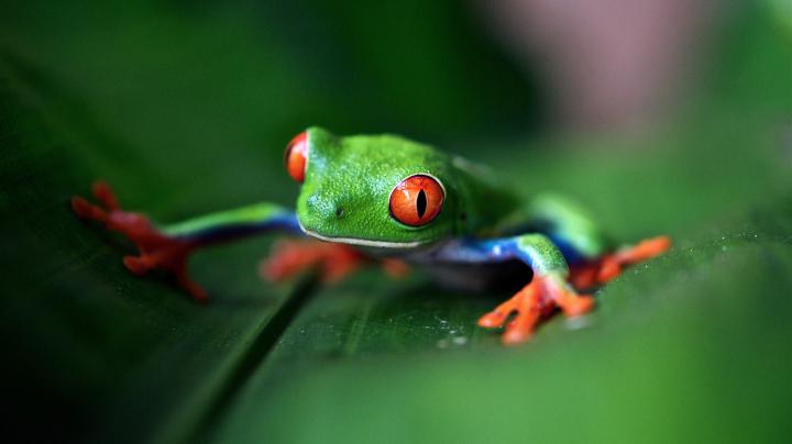 Download Tree Frog Wallpaper (1920\u00d71080) | A Wallpaper A Day